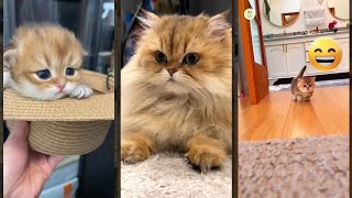 Cat Lover 😼 Cat videos Compilation 😻 mewmew Part 4861 [upl. by Ecneps]