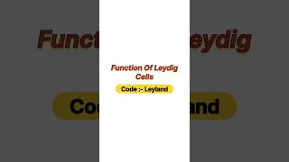 Function of Leydig cells [upl. by Pollyanna]