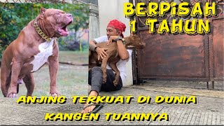 Anjing mesum 2 [upl. by Finlay529]