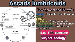 Ascaris development and life cycle Bsc Fifth semester subjectzoology [upl. by Hepsoj]