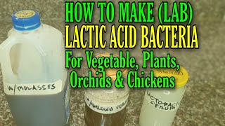 How to make Lactic Acid Bacteria LABSLactic Acid Bacteria for vegetables plants orchids animals [upl. by Hsekin]