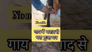 Chronic Mastitis  गाय में मवाद से भरा हुआ थन  treatment shortsviral ytshorts trending vet [upl. by Ahsikrats]