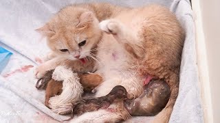 Cat giving birth to 5 beautiful kittens [upl. by Noiemad]