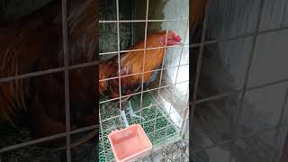 Super Stags highlight pleasesubscribe gamefowlbreed chickenbreeds [upl. by Aisat]