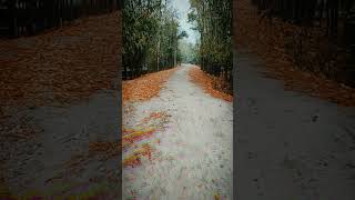 গ্রামের রাস্তা এমনই হয় village [upl. by Pate]