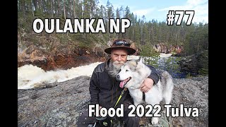 Kiutaköngäs Oulanka National Park Kuusamo 2022 Tulva [upl. by Russon]