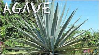 What Is Agave How to Use Agave Agave Sweet Tea Recipe [upl. by Cann786]