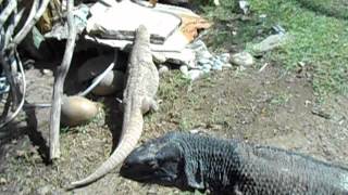 Giant Monitor Lizard Showing Teeth on Command [upl. by Kiley]