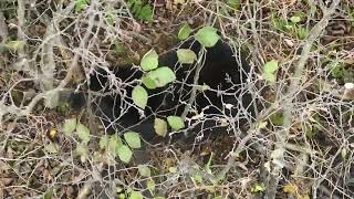 Large NY Black Bear in Swamp  DJI Mavic 3T [upl. by Assadah]