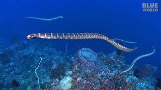 Sea Snake Island  JONATHAN BIRDS BLUE WORLD [upl. by Solohcin]