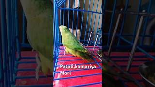 Patali kamariya MoriYouTube shorts [upl. by Betsy]