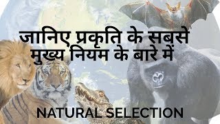 Natural Selection Explained In Hindi [upl. by Maite]