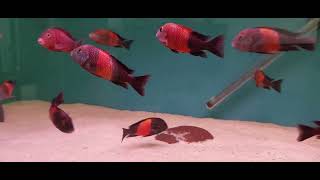 Tropheus Red Bemba [upl. by Ilene]