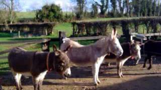 Liscarroll Donkey Sanctuary Co Cork Ireland [upl. by Marni]