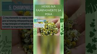 HERBS NA MAY DALANG SWERTE LALO NA SA KAPERAHAN  CHAMOMILE pampaswertesapera herbs chamomile [upl. by Trista]