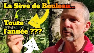 Comment la sève de bouleau peut se consommer toute lannée [upl. by Zurciram527]