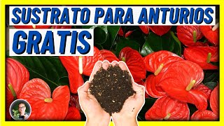 EL MEJOR SUSTRATO PARA plantas ANTURIOS a base de HOJAS SECAS GRATIS  Gio de la Rosa [upl. by Dieter]