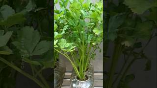 How to Grow Coriander at Home Using Plastic Bottles plants farming shorts [upl. by Alaikim]