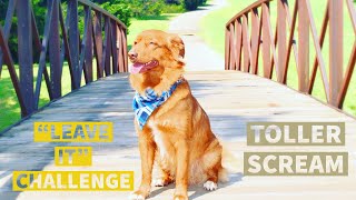 Nova scotia duck tolling retriever About the breed Toller scream Leave it challenge [upl. by Naro]