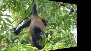 Mono congo o aullador Alouatta palliata en Tortuguero [upl. by Arocahs]