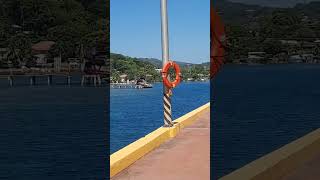 The amazing coral reefs in Coxen Hole port at Roatan lsland Honduras [upl. by Schober]