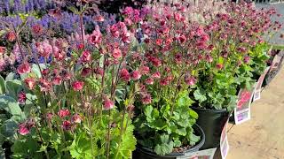 Geum Tempo™ Rose ❤️Tough EASY to Grow Perennial With Deep ROSE Flowers on Short Compact Plants [upl. by Nauqyt]