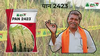 धान की no1 विराइटीPan2423 DHANPan paddy SeedsHybrid Rice5 एकड़ ज़मीन में PAN धाम ही लगाता। [upl. by Llezniuq]