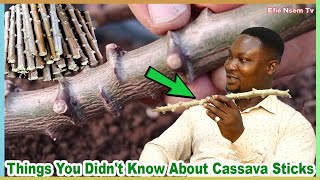 Prophet Kesse goes deep into to power of cassava leaf and stick  Ahaban Tumi [upl. by Nylaras768]