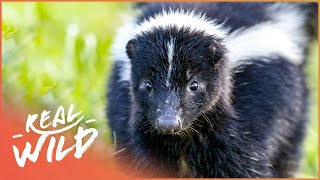 The Skunk A Real Havoc Reeker Wildlife Documentary  Wild America  Real Wild [upl. by Tonjes458]