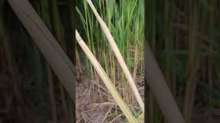 Arrows shafts materials phragmites [upl. by Aciram]