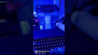 New Bubble Magus miniQ internal nano protein skimmer for my IM Lagoon 25 [upl. by Hussar982]