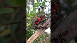 Nature’s Eyes pillayar eyes nature plant tree ganesha travel wildeye kannu shortsfeed [upl. by Terrence]