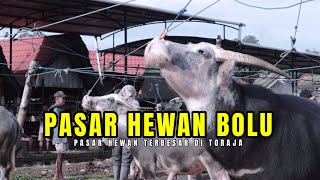 PASAR KERBAU TERBESAR DI TORAJA❗️PASAR SENILAI RATUSAN MILIAR [upl. by Pare]