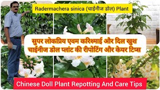 चाईनीज डॉल प्लांट की रिपोटिंग और केयर टिप्स। Chinese Doll Plant Repotting And Care Tips [upl. by Iggep489]