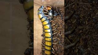 Barbados giant centipede Scolopendra angulata [upl. by Nnad437]