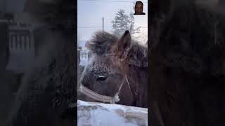 snow bushcraft cool winter horse wow [upl. by Ydahs]