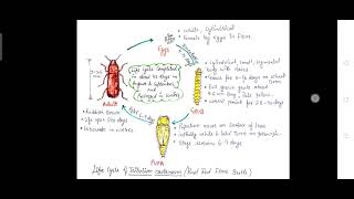 Store grain pest part3 [upl. by Dnob]