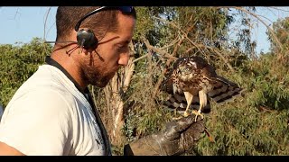 Imprinting Hacking Training and Hunting with a Cooper’s Hawk for Falconry [upl. by Nho]