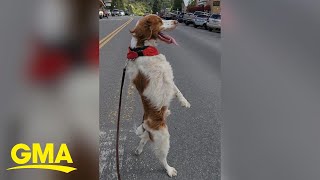 Meet Dexter the dog who walks everywhere upright  GMA [upl. by Nymrak511]