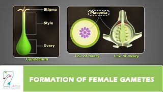 Formation of Female Gametes [upl. by Lletnwahs637]