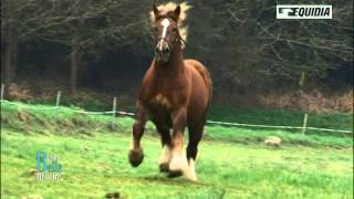 La Belle Histoire de Bernard et son cheval Qué Sauvé  Equidia Life [upl. by Fritzsche]