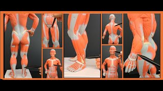 Overview of all Superficial Muscles  Head Neck Thorax Abdomen Back Upper and Lower limbs [upl. by Nissensohn]