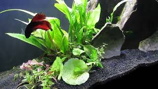 Planted Betta Splendens Tank Update 32824 [upl. by Arrahs207]