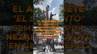 El AHUEHUETE sembrado por Nezahualcóyotl que está en el olvido y sin vida en CHAPULTEPEC [upl. by Yelah]