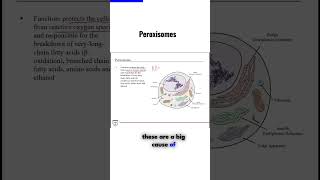 Peroxisomes [upl. by Llemor]