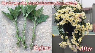 How to grow chrysanthemums from cuttings  propagation of chrysanthemums from cuttings [upl. by Aillicec743]