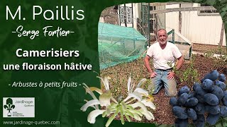 LE CAMERISIER UN ARBUSTE À PETITS FRUITS HÂTIFS  AVEC SERGE FORTIER [upl. by Keely]