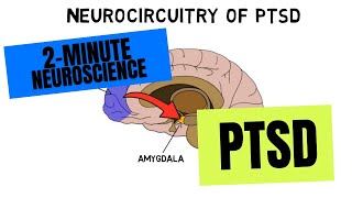 2Minute Neuroscience PTSD [upl. by Raymund]