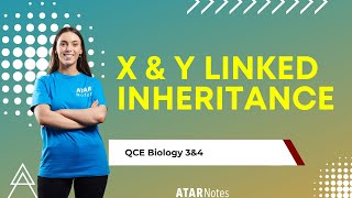 X amp Y Linked Inheritance  QCE Biology 3amp4 [upl. by Waldner]