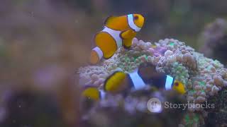 Clownfish Care 101 Tank Size Diet amp More [upl. by Midian]